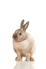 Obraz premium Adorable cute rabbit sit on white background