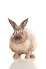 Adorable cute rabbit sit on white background