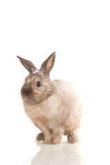 Adorable cute rabbit sit on white background with flowers