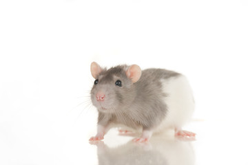 Fototapeta na wymiar Cute gray and white young home rat sit on white background