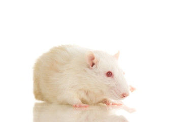 Cute white young home rat sit on white background