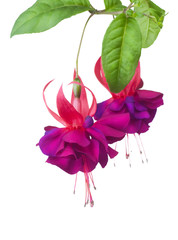 Fuchsia flowers over white