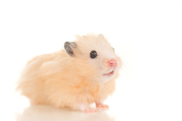 Cute yellow young home hamster sit on white background
