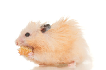 Cute yellow young home hamster sit on white background and eat p