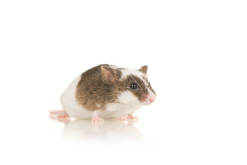 Cute grey home mouse with white spots sit on white background