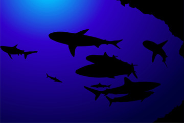 World of sharks