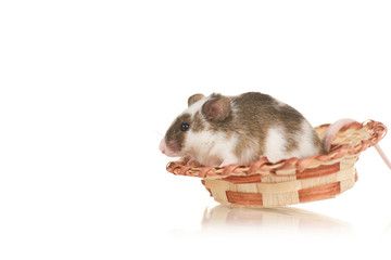 Cute grey home mouse with white spots sit in small hat on white