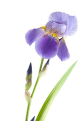Fototapeta premium Iris