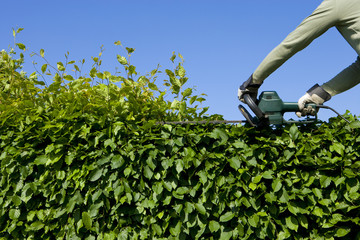 Hecke Schneiden