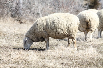 Sheep (Ewe)