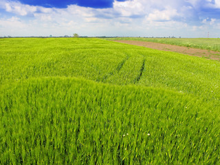 green wheat field and cloudy sky