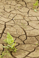 Cracked  desert  soil