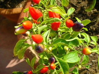 peperoncino