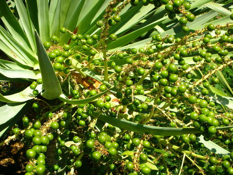 Fototapeta inflorescenza
