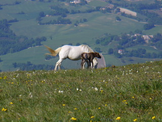 cavallo e puledro