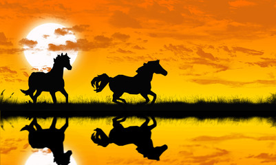 cavalli selvaggi  © Daniele Lenzi