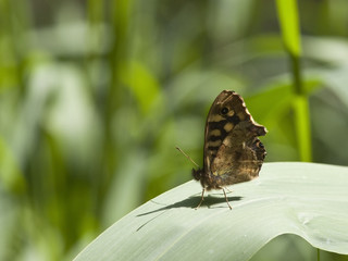 speckled wood butterfly
