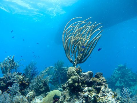 Fototapeta Coral Reef