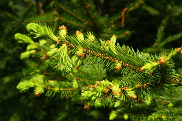 Young spruce branch