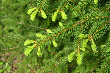 Young green spruce branch
