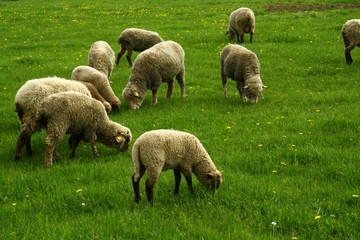 Sheeps on the meadow