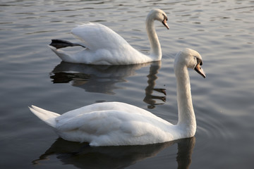 Two Swans in Hyde Park Central London