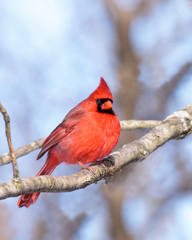 cardinal nestled in a leafless tree