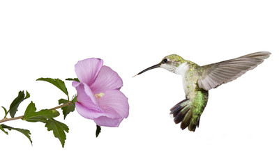 Fototapeta premium hummingbird floats under a butterfly bush