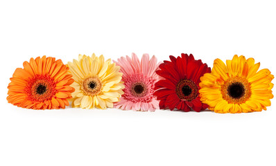 five gerbera