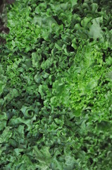 Fototapeta na wymiar Rynek dąb salad - warzywa