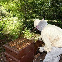 imker mit bienenvolk