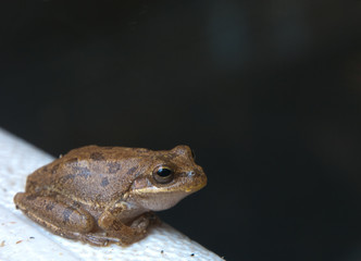 HDR tree frog right