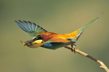 Bee-eater, Merops apiaster