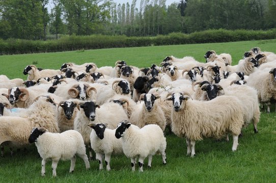 agneaux et brebis ecossais