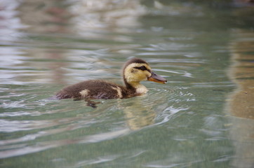 カモのヒナ