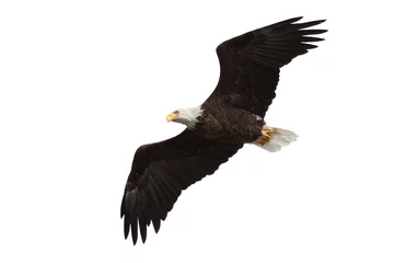 Photo sur Plexiglas Aigle le pygargue à tête blanche à ailes déployées s& 39 envole dans le ciel