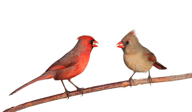 two cardinals with a whole safflower seeds in their beak