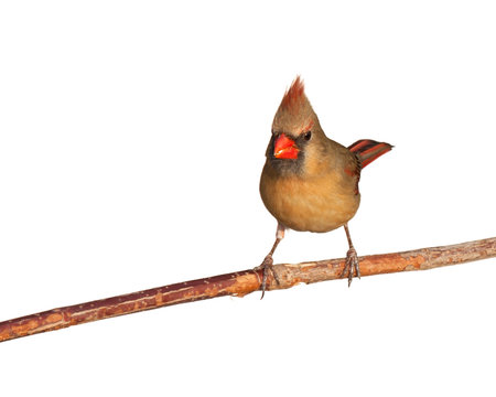 female cardinal eats a tasty seed