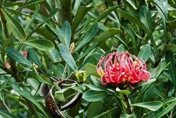Foto auf Acrylglas Tasmanian waratah, Telopea truncata, flower and foliage © redzaal