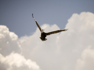 Brown Pelican