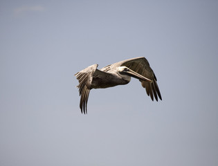 Brown Pelican