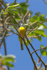 Yellow wagtail