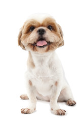 cute dog isolated on white background