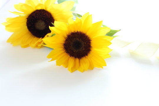 sun flowers for summer background image