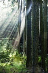 Rolgordijnen rays of light in forest © courtyardpix