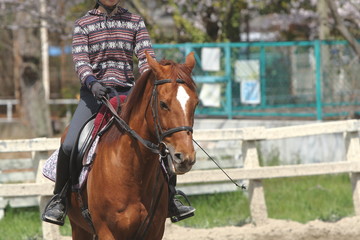 乗馬