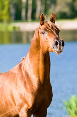 chestnut arabian horse stallion portrait