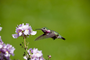 Humming bird with flowers