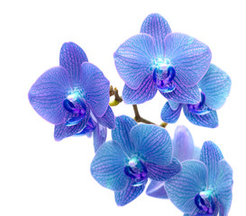 Fototapeta na wymiar Blue orchid
