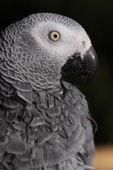 Graupapagei